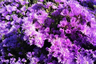 季節の花1.jpg