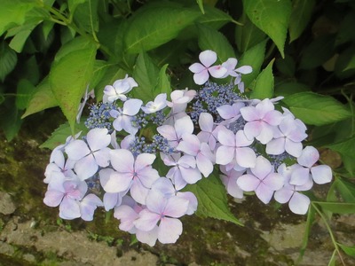季節の花1.jpg