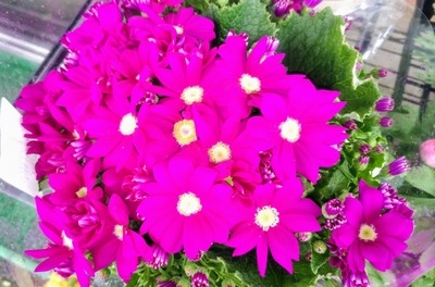 季節の花1.jpg