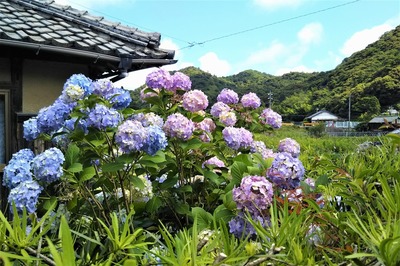 季節の花1.jpg