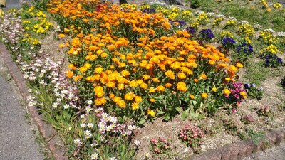 季節の花1.jpg
