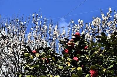 季節の花1.jpg