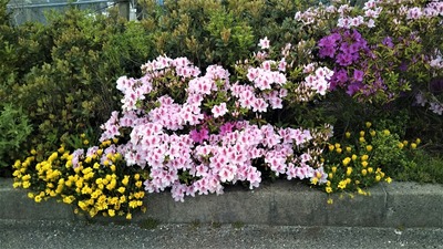 季節の花1.jpg