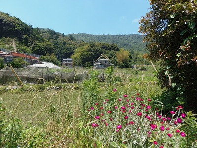 季節の花1.jpg