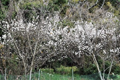 季節の花1.jpg