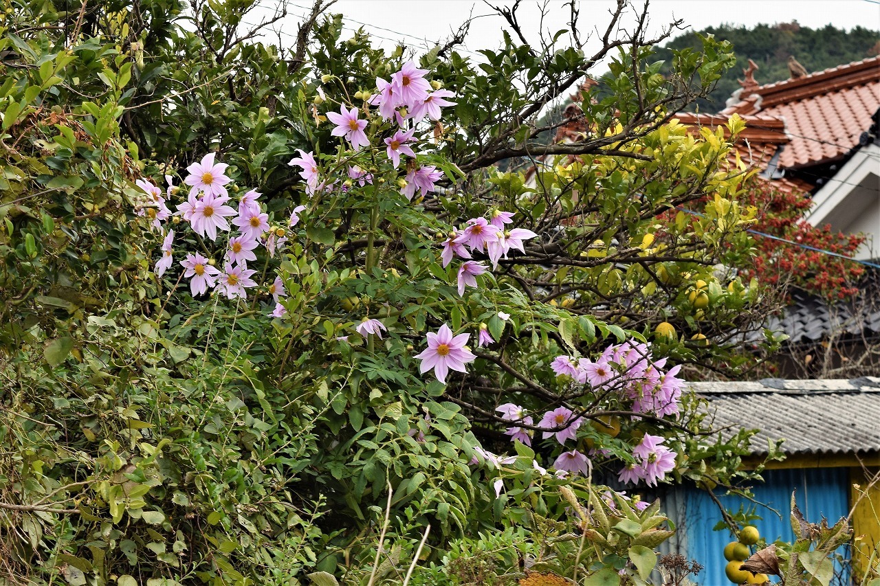 山口県長門市青海島 大日比地区 １２月４日の季節の花 山口県 長門市 今が旬