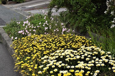 季節の花1.jpg