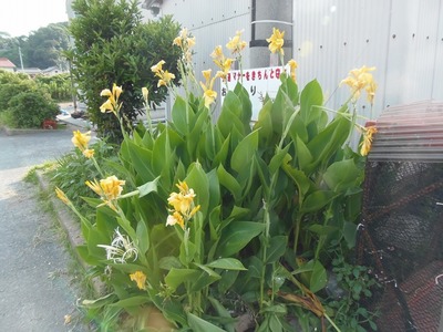 季節の花1.jpg