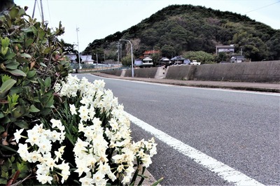 季節の花1.jpg