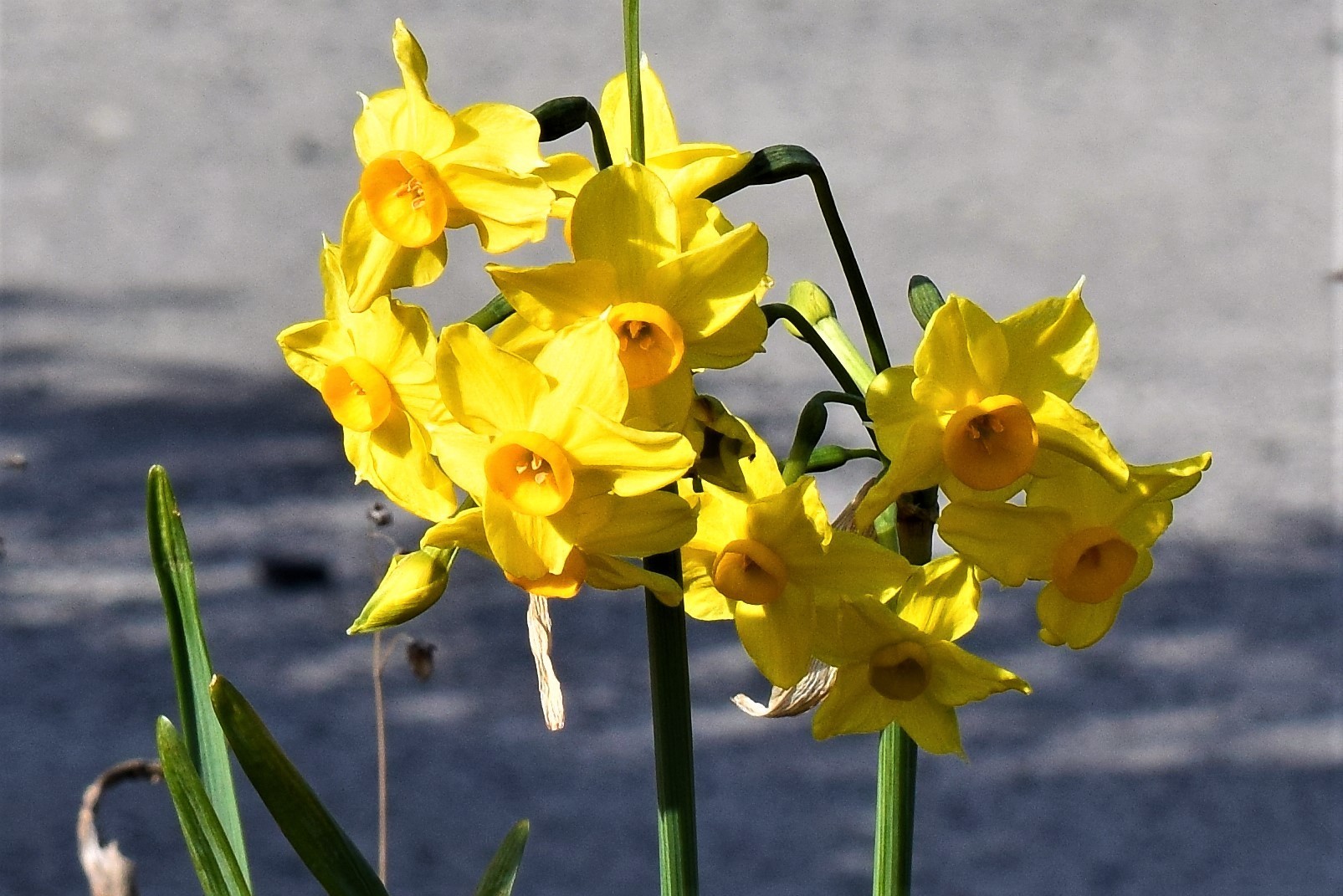 山口県長門市青海島 大日比 １２月２５日の季節の花 色対決 山口県 長門市 今が旬