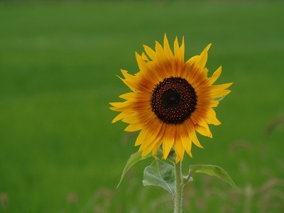 季節の花1.jpg