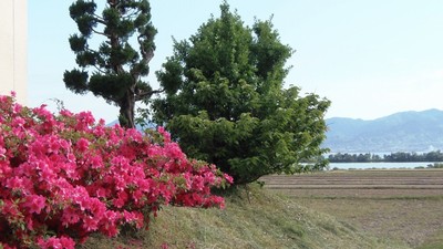 季節の花1.jpg