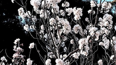 季節の花1.jpg