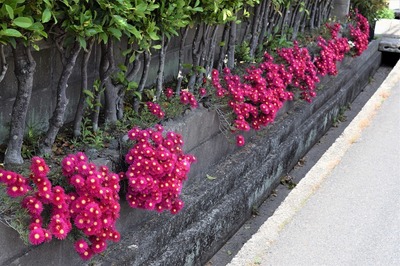 季節の花1.jpg