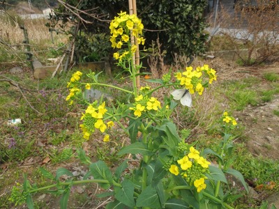 季節の花1.jpg