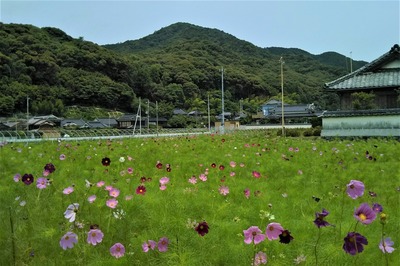 季節の花1.jpg