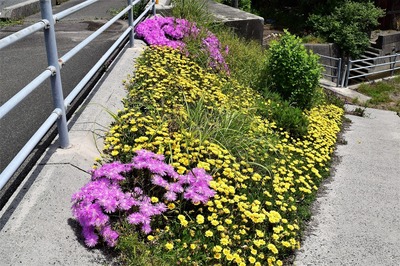 季節の花1.jpg