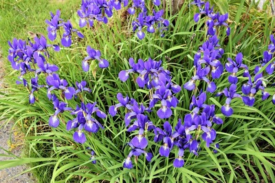 季節の花1.jpg