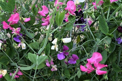 季節の花10.jpg