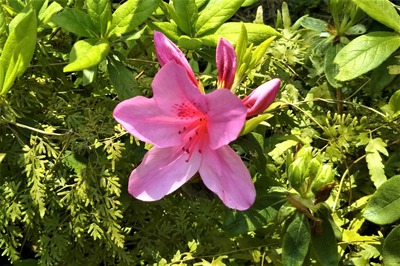 季節の花11.jpg