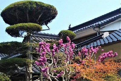季節の花12.jpg
