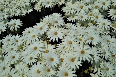 季節の花14.jpg