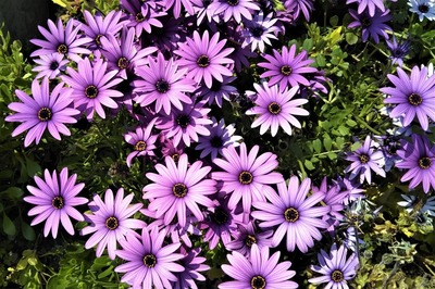 季節の花15.jpg