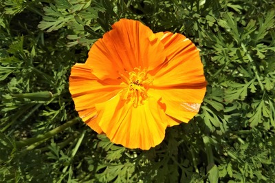 季節の花18.jpg
