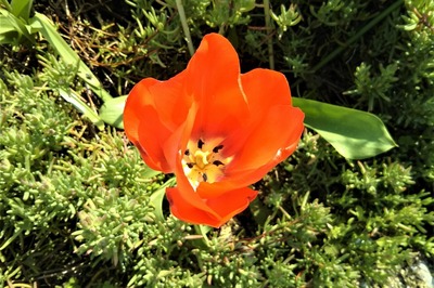 季節の花19.jpg