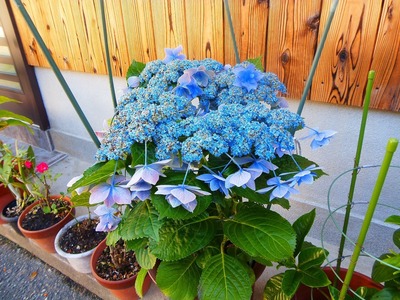 季節の花2.jpg