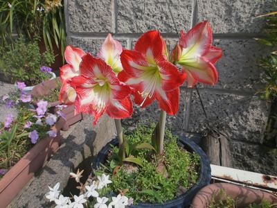 季節の花2.jpg