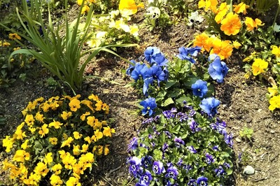 季節の花2.jpg
