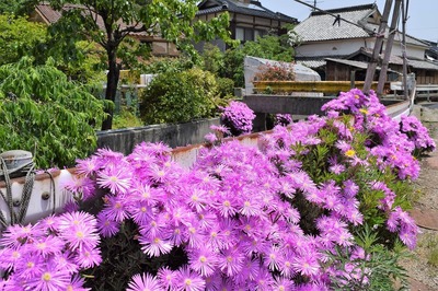 季節の花2.jpg