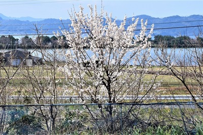 季節の花2.jpg