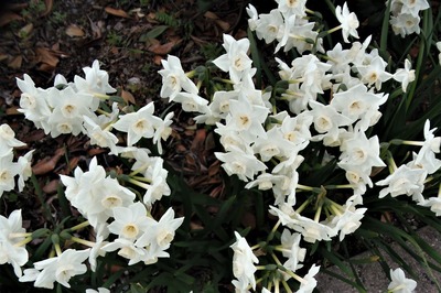 季節の花2.jpg
