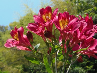 季節の花2.jpg