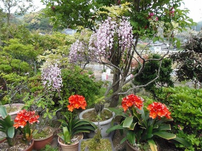季節の花2.jpg