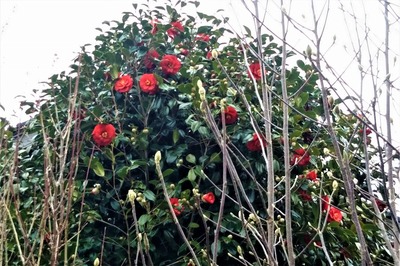 季節の花2.jpg