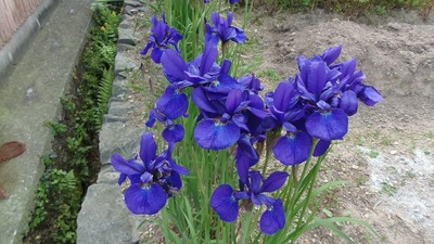 季節の花2.jpg