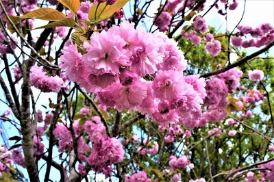 季節の花2.jpg