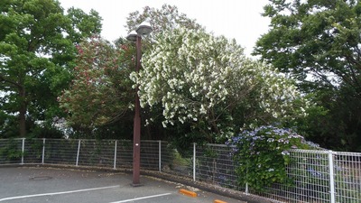 季節の花2.jpg