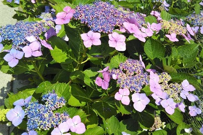 季節の花2.jpg