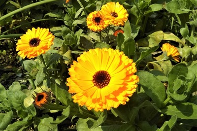 季節の花2.jpg