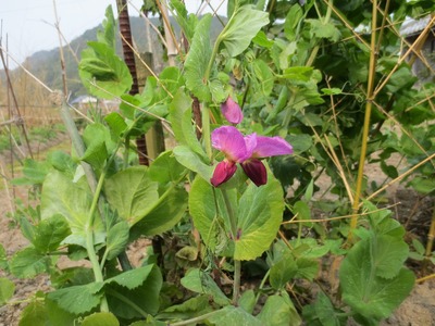季節の花2.jpg