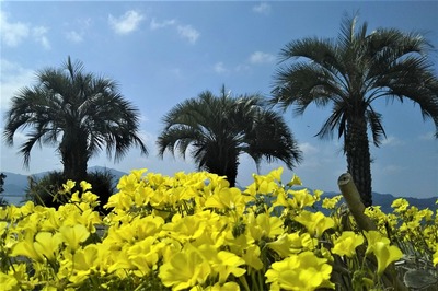 季節の花2.jpg