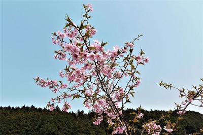 季節の花2.jpg