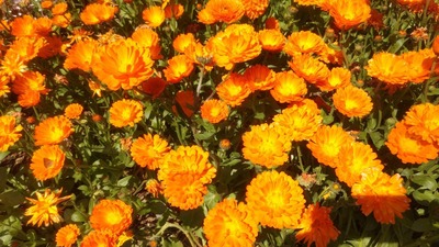 季節の花2.jpg