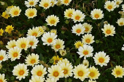 季節の花2.jpg