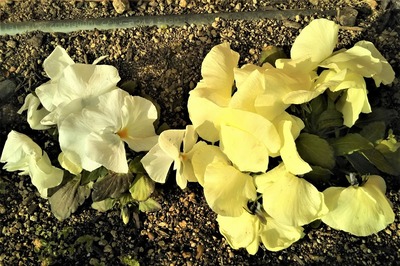 季節の花2.jpg