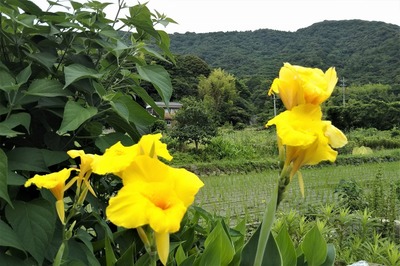 季節の花2.jpg